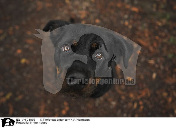 Rottweiler in der Natur / Rottweiler in the nature / VH-01893