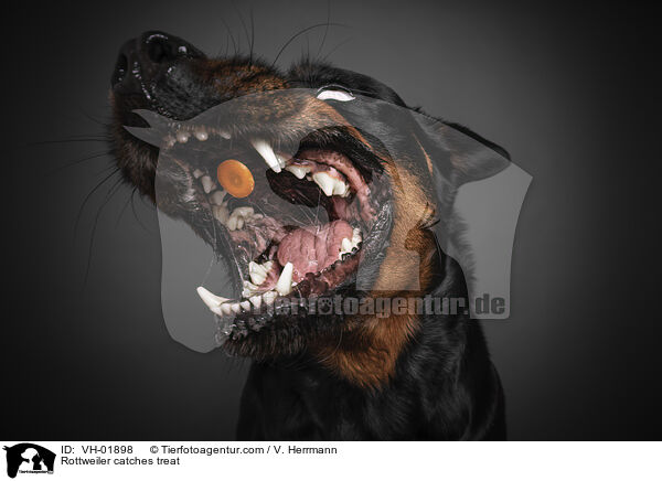 Rottweiler catches treat / VH-01898