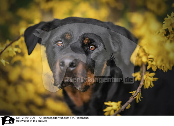 Rottweiler in der Natur / Rottweiler in the nature / VH-01909
