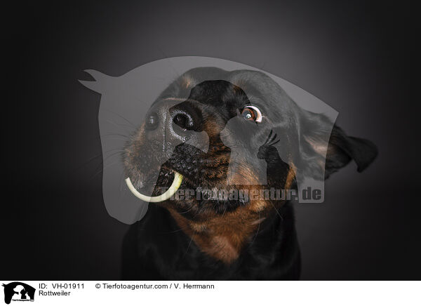 Rottweiler / Rottweiler / VH-01911