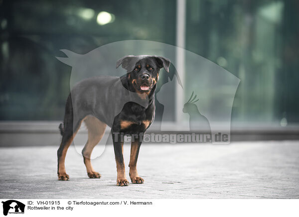 Rottweiler in der Stadt / Rottweiler in the city / VH-01915