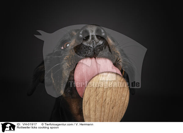 Rottweiler licks cooking spoon / VH-01917