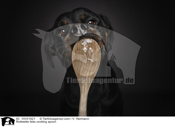 Rottweiler leckt Kochlffel ab / Rottweiler licks cooking spoon / VH-01921