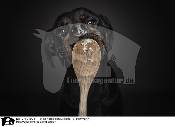 Rottweiler leckt Kochlffel ab / Rottweiler licks cooking spoon / VH-01921