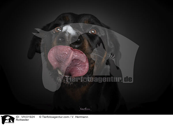 Rottweiler / Rottweiler / VH-01924
