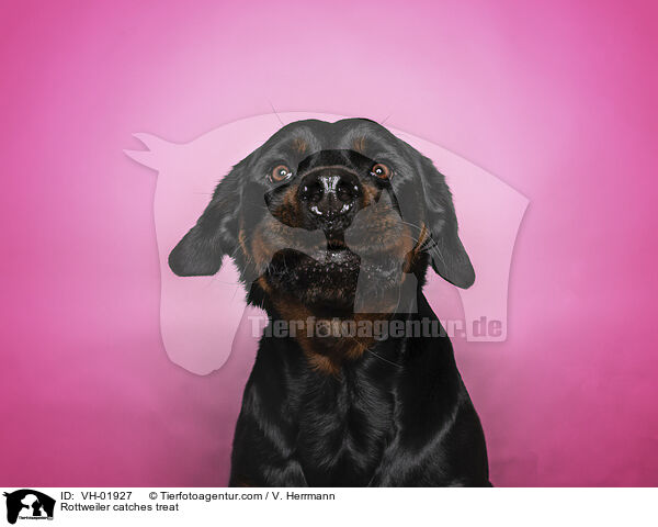 Rottweiler catches treat / VH-01927