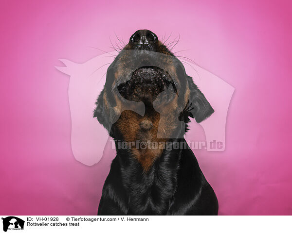 Rottweiler fngt Leckerli / Rottweiler catches treat / VH-01928