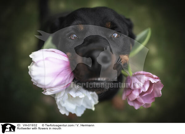 Rottweiler mit Blumen im Maul / Rottweiler with flowers in mouth / VH-01932