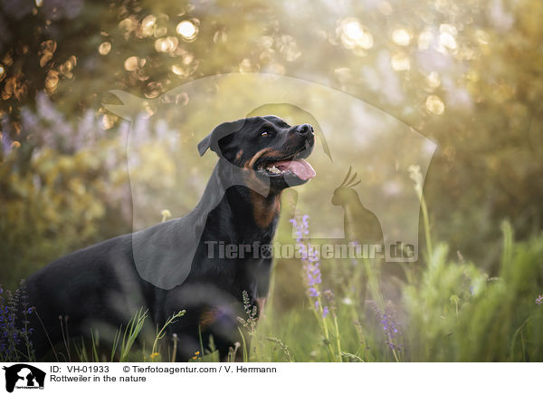 Rottweiler in der Natur / Rottweiler in the nature / VH-01933