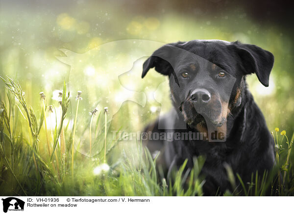 Rottweiler auf Wiese / Rottweiler on meadow / VH-01936