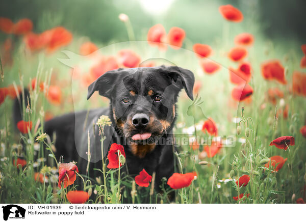 Rottweiler im Mohnfeld / Rottweiler in poppy field / VH-01939