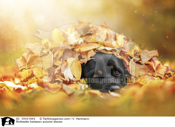 Rottweiler im Herbstlaub / Rottweiler between autumn leaves / VH-01943