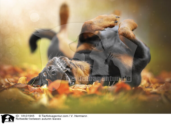 Rottweiler between autumn leaves / VH-01945
