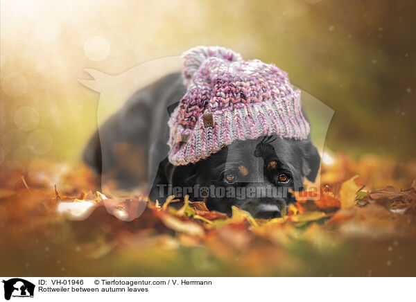 Rottweiler between autumn leaves / VH-01946