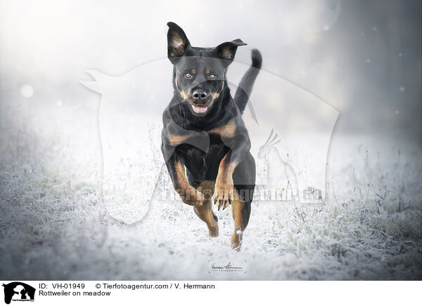 Rottweiler on meadow / VH-01949