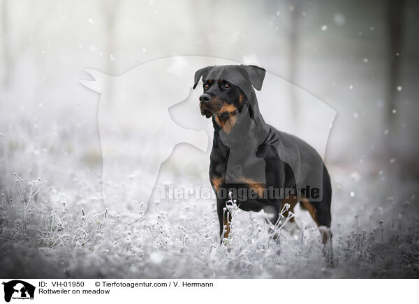Rottweiler on meadow / VH-01950