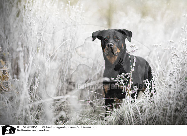Rottweiler on meadow / VH-01951