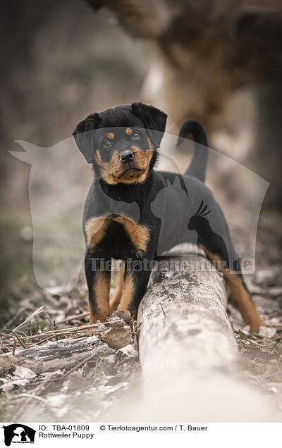 Rottweiler Welpe / Rottweiler Puppy / TBA-01809