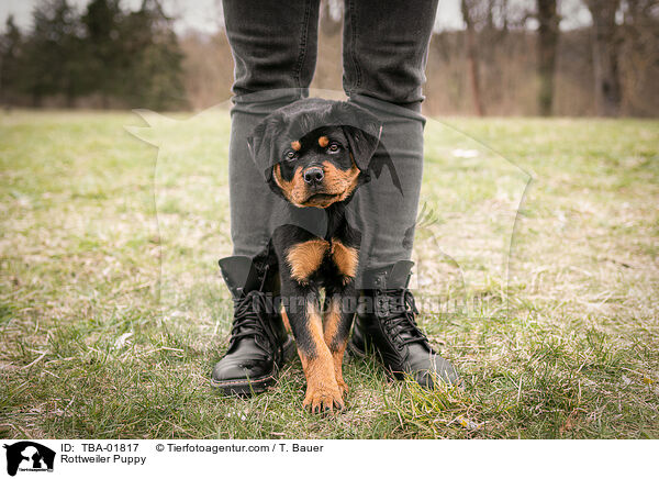 Rottweiler Puppy / TBA-01817