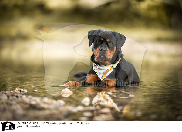 young Rottweiler / TBA-01853
