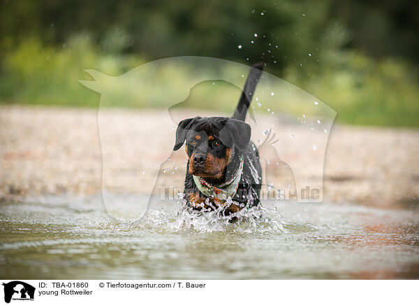 junger Rottweiler / young Rottweiler / TBA-01860