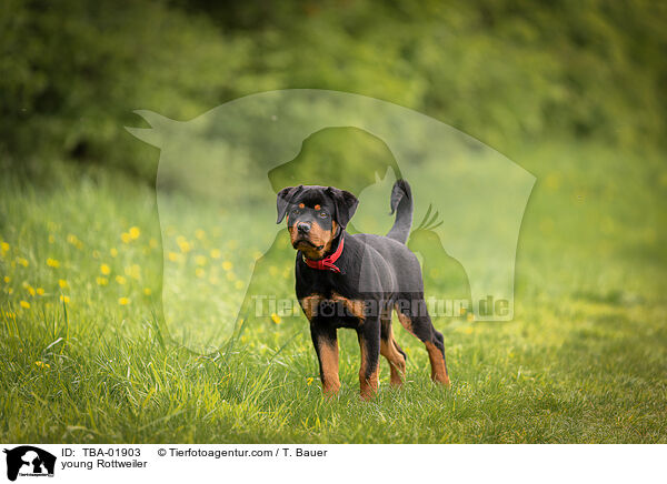 junger Rottweiler / young Rottweiler / TBA-01903