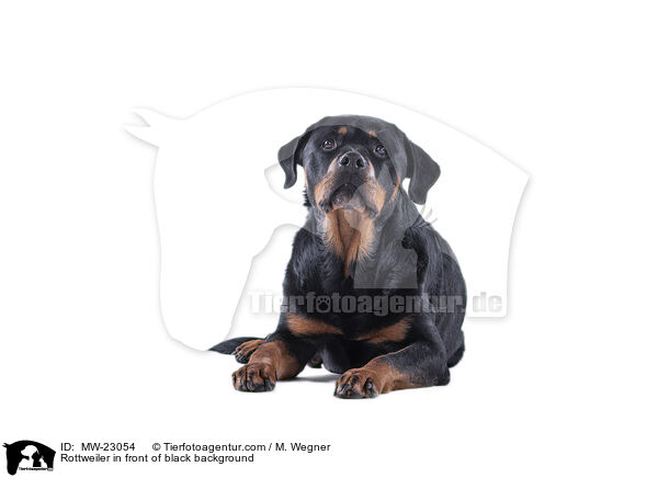Rottweiler in front of black background / MW-23054