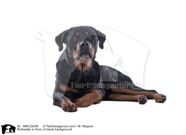 Rottweiler in front of black background / MW-23058