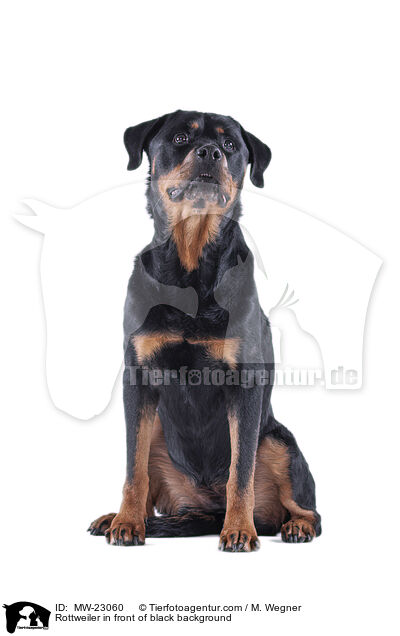 Rottweiler in front of black background / MW-23060