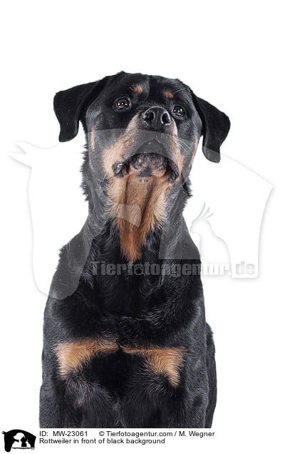 Rottweiler in front of black background / MW-23061