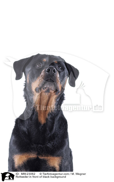 Rottweiler vor weiem Hintergrund / Rottweiler in front of black background / MW-23062