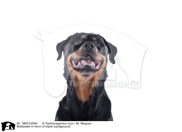 Rottweiler in front of black background / MW-23064