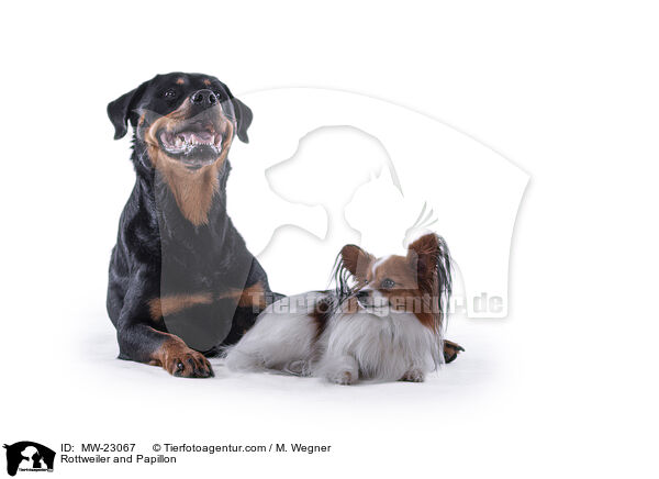 Rottweiler and Papillon / MW-23067