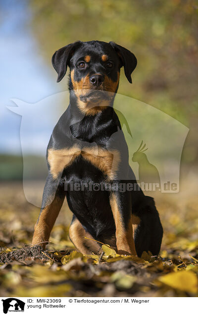 junger Rottweiler / young Rottweiler / MW-23069