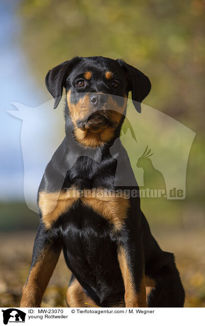 junger Rottweiler / young Rottweiler / MW-23070