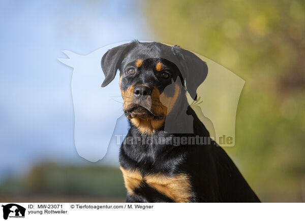 young Rottweiler / MW-23071
