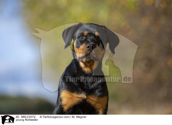 young Rottweiler / MW-23072