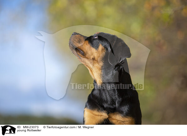 young Rottweiler / MW-23073