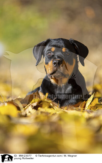 young Rottweiler / MW-23077