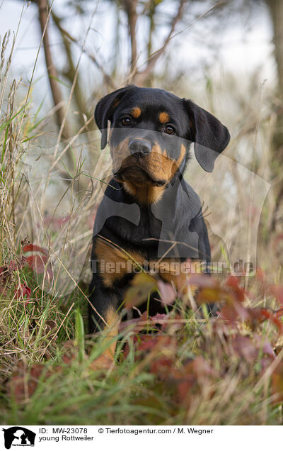 junger Rottweiler / young Rottweiler / MW-23078