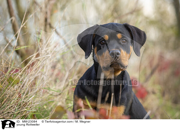 young Rottweiler / MW-23084