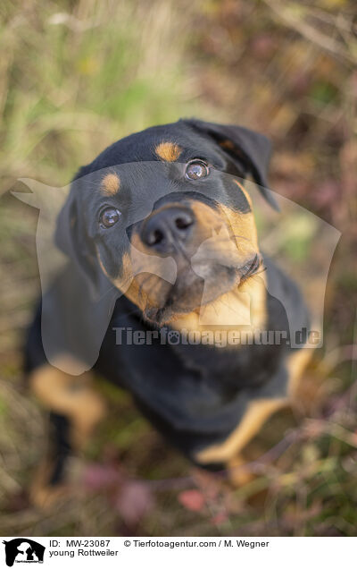 young Rottweiler / MW-23087