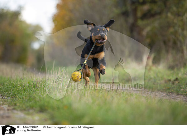 young Rottweiler / MW-23091