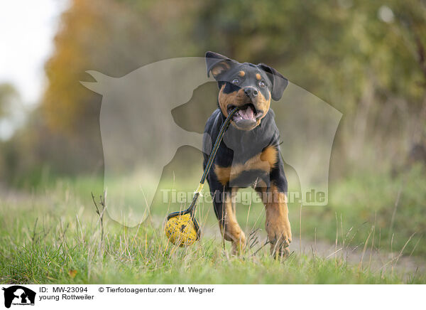 young Rottweiler / MW-23094