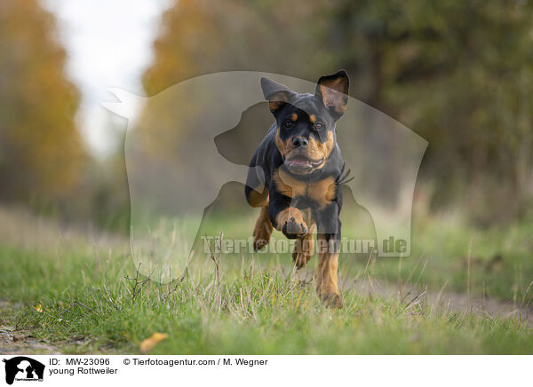 young Rottweiler / MW-23096