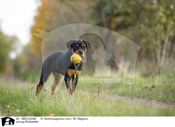 young Rottweiler / MW-23099