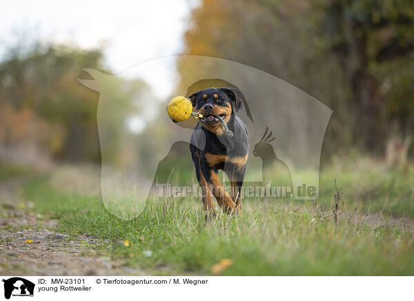 junger Rottweiler / young Rottweiler / MW-23101