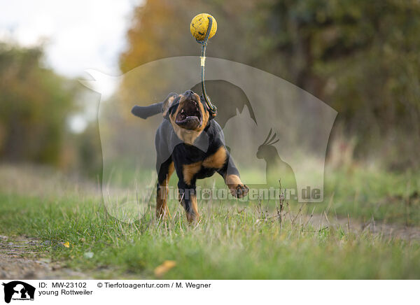 junger Rottweiler / young Rottweiler / MW-23102