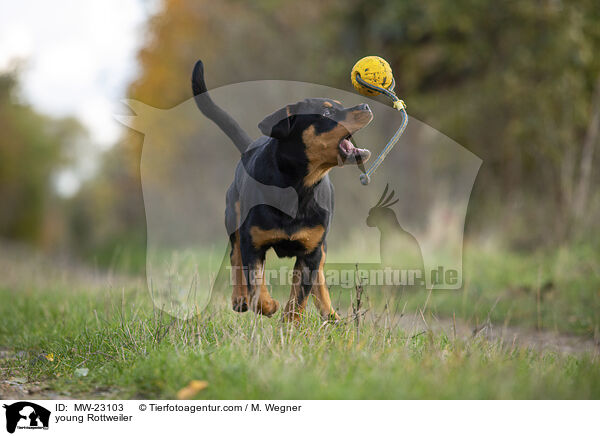 junger Rottweiler / young Rottweiler / MW-23103