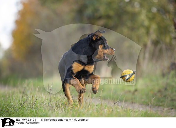 young Rottweiler / MW-23104
